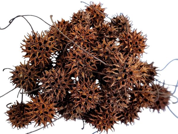 Sweet Gum Tree Seed Pods for Reptiles, Amphibians, Isopds, Terrarium, Bioactive Enclosures, 20 Count of Large 1" - 1.5" Natural and Organic Hand Collected Spikey Balls - Image 7