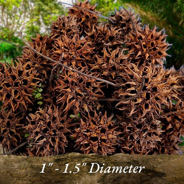 Sweet Gum Tree Seed Pods for Reptiles, Amphibians, Isopds, Terrarium, Bioactive Enclosures, 20 Count of Large 1" - 1.5" Natural and Organic Hand Collected Spikey Balls - Image 6