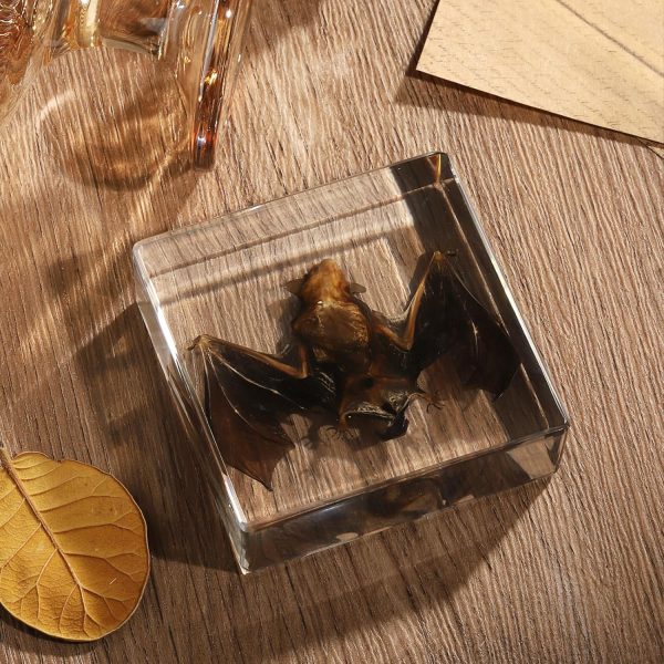 Taxidermy Bat, Real Bat Specimens Animal Specimen in Resin for Science Classroom Science Education, Great Gift for Fans of Taxidermy, Animal Skull, Oddities, Biology(3 x 3 x 1 inch) - Image 5