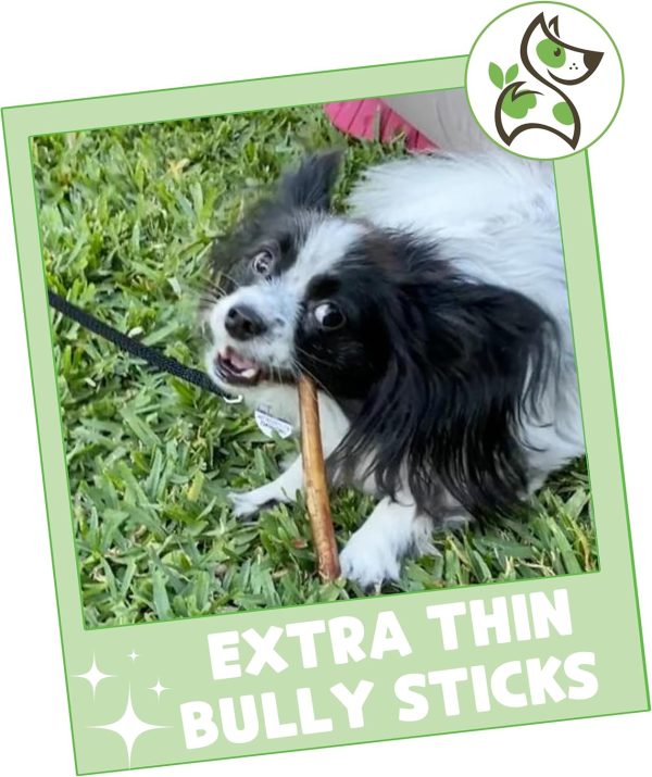 Nature Gnaws Extra Thin Bully Sticks for Small Dogs 5-6" (10 Count) - Long Lasting for Light Chewers and Puppies - Natural Beef Dog Chew Bones - Image 7