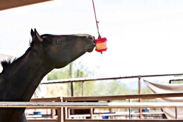 Horsemen's Pride Stall Snack Treat Holder & Refill for Horses; Apple Flavor - Image 2