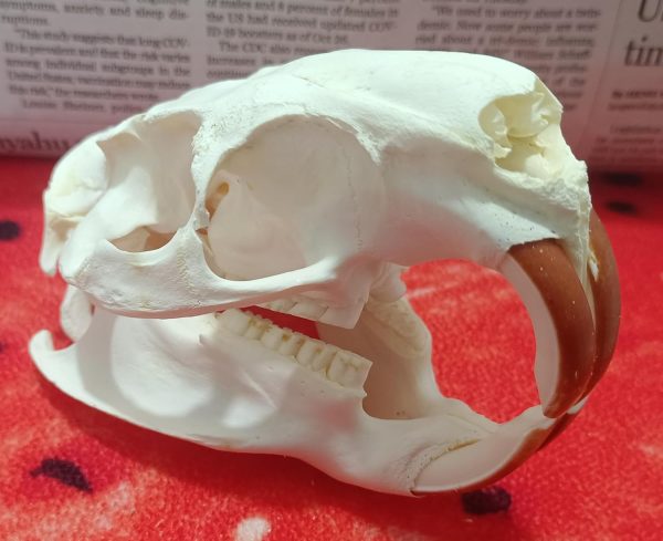 FgriD Taxidermy Real Animals Skulls, Real Bones Specimen, Taxidermy Supplies for Science Education, Christmas Gifts，Special Gift (Coypu) - Image 2