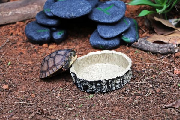 MODERNJOE'S Reptile Tree Stump Food/Water Bowl(2 Pack), Water/Food Dish for Amphibians – Small Size(4.1 x 4.1 x 0.9 inches) - Image 4