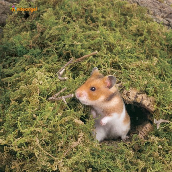 Niteangel 5L Forest Moss Soft Natural Moss Bedding Nesting for Dwarf Syrian Hamsters, Gerbils, mices, Degus or Other Small Animal - Image 3