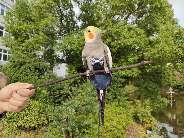 VANFAVORI Bird Diaper Harness Flight Suit Clothes with 80 Inch Flying Leash for Parrots Cockatiel Pet Birds, Denim Blue, S Size, Including A Cotton Pad - Image 6