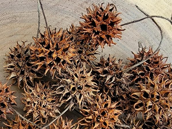 Sweet Gum Tree Seed Pods for Reptiles, Amphibians, Isopds, Terrarium, Bioactive Enclosures, 20 Count of Large 1" - 1.5" Natural and Organic Hand Collected Spikey Balls - Image 5