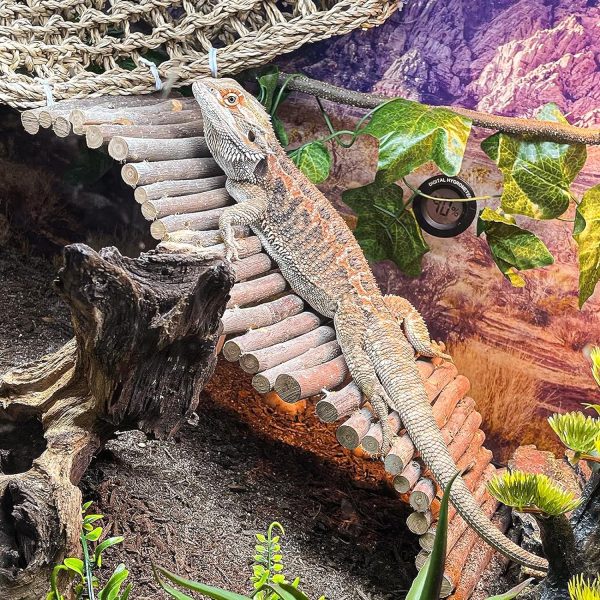 HERCOCCI Bearded Dragon Tank Accessories, Large Reptile Bridge Hammock Flexible - Jungle Climbing Vines and Leaves with Suction Cups Habitat Décor for Hiding& Climbing Snake Gecko Lizard Chameleon - Image 4